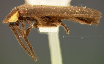 Media type: image;   Entomology 2777 Aspect: habitus lateral view